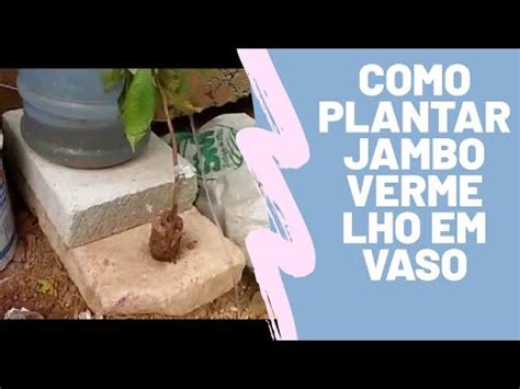 Como Plantar Jambo Vermelho Em Vaso Youtube