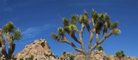 Exploring Joshua Tree National Park Discover La Mirada California