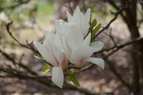 Magnolien Blumen Garten Weiße Kostenloses Foto auf Pixabay Pixabay