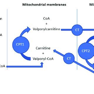 Mechanism of action of dantrolene. Dantrolene is a unique muscle... | Download Scientific Diagram