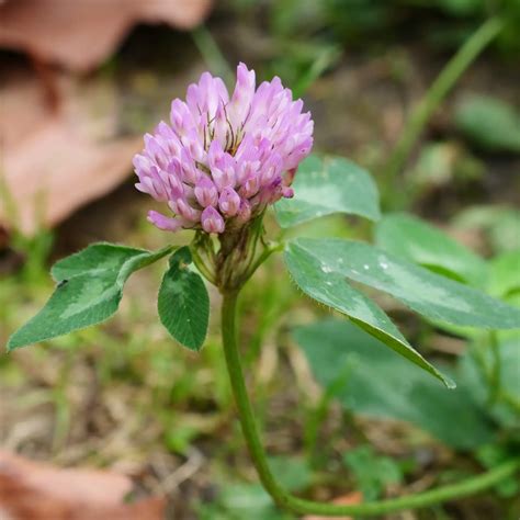 Red Clover