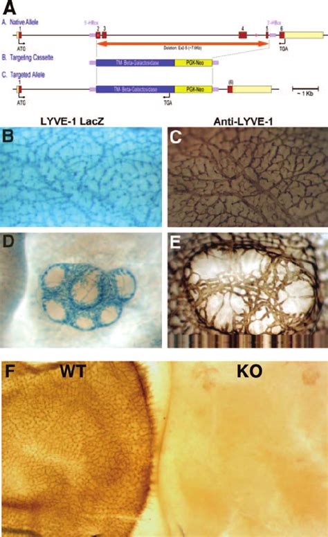 Generation Of Lyve 1 Gene Targeted Mice A The Native Lyve 1 Locus