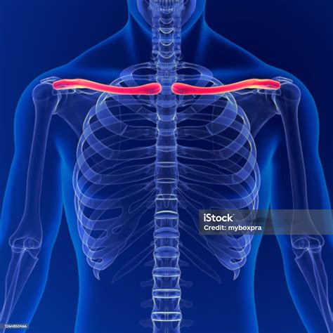 Onde Fica A Clavícula No Corpo Humano - Foto de Anatomia Humana Ossos Da Clavícula Ossos 3d Renderização Para ...