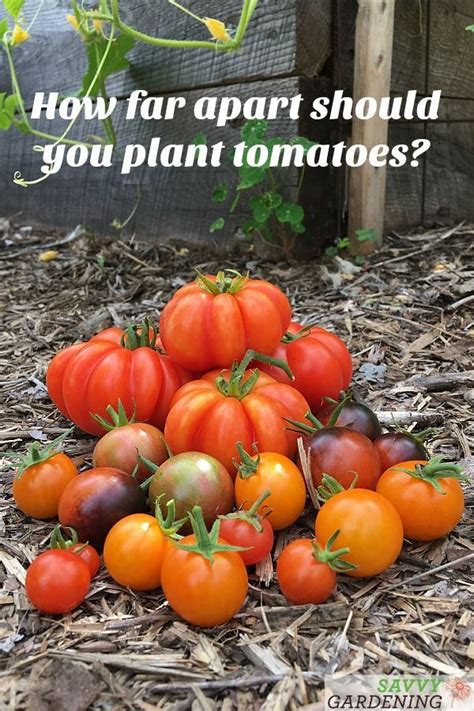 How Far Apart To Plant Tomatoes In A Vegetable Garden Tomato Vine