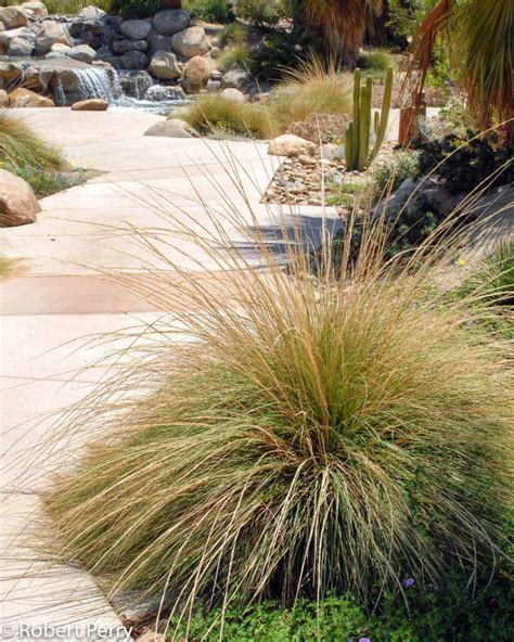 Deer Grass Waterwise Garden Planner