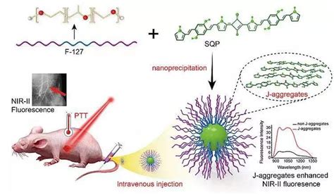 Iam团队范曲立教授课题组发表关于j 聚集型纳米粒子可增强近红外二区荧光成像并实现光热治疗的新研究