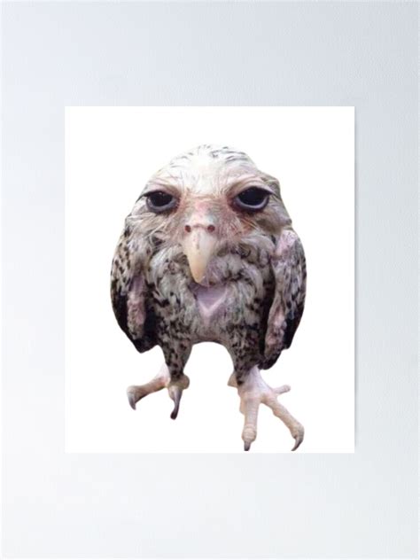 "wet owl meme" Poster for Sale by faememez | Redbubble