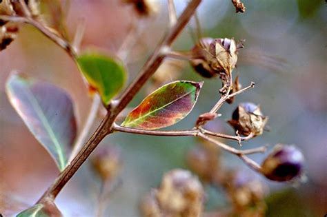 Saving Crepe Myrtle Seeds: How To Harvest Crepe Myrtle Seeds | Crepe ...