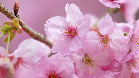 Cherry Blossoms In Ohio When They Bloom And Where To See Them A Z