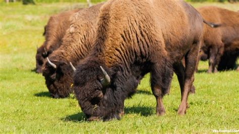 Bison In Yellowstone: Everything You Need To Know