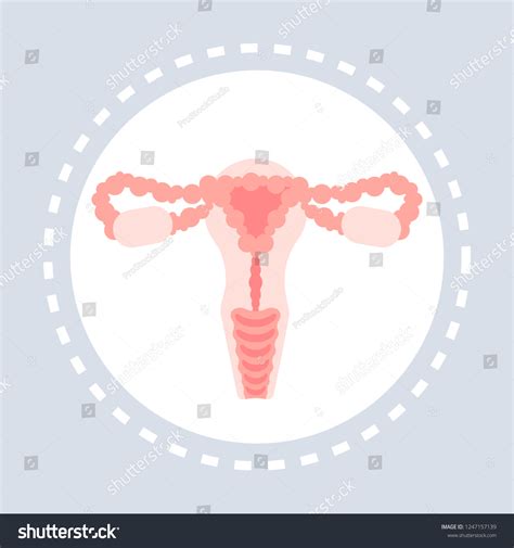 Reproductive System Anatomy Female Uterus Cervix Stock Vector Royalty