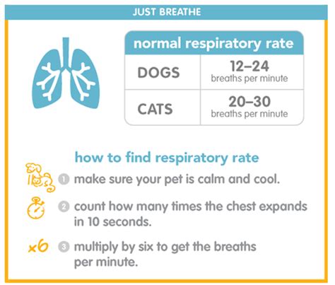 Understanding Your Pets Vitals — The Paw Print By Garden City Pets