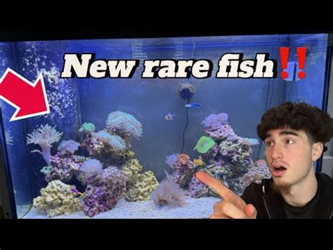 Buying New Fish For Reef Aquarium Youtube