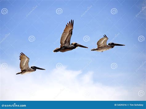 Flying Pelicans Stock Photo Image Of Florida Formation 5439316