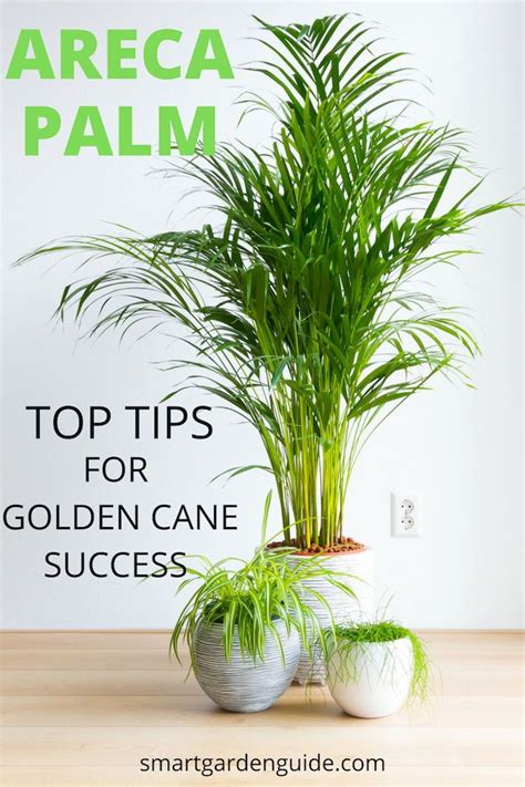 Areca Palm Care Dypsis Lutescens Golden Cane Palm Care Yellow