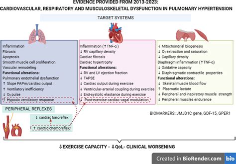 Respiratory Cardiovascular And Musculoskeletal Mechanisms Involved In