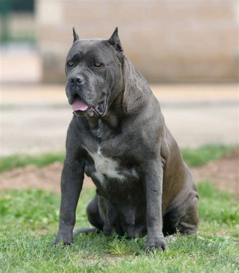 El Temperamento Del Canecorso O Mastin Italiano Cane Corso O Mast N