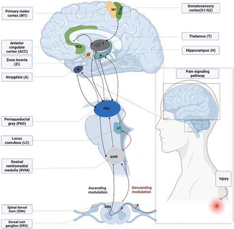 Physio Meets Science On Twitter Mode Of Action Of Astrocytes In Pain