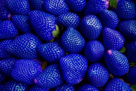 Blue Strawberries Real