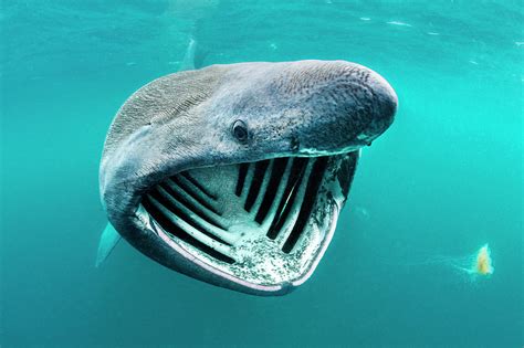 Basking Shark Feeding On Plankton Inner Hebrides Scotland Photograph By Alex Mustard