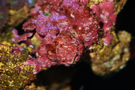 Coralline Algae On Live Rock