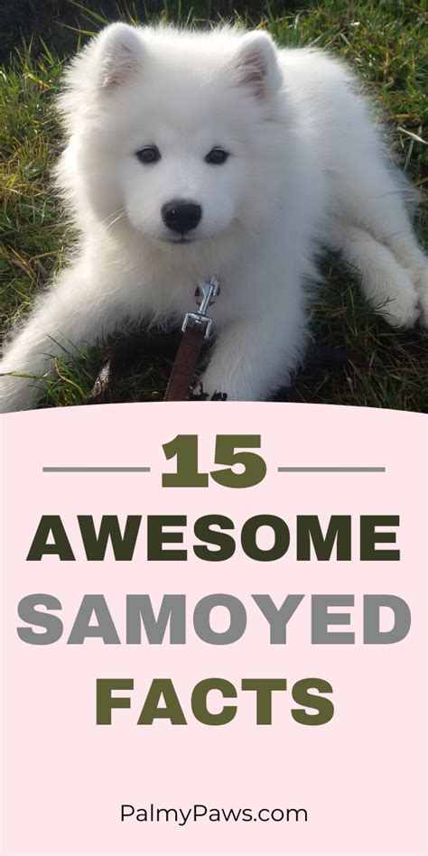 15 Awesome Samoyed Facts | Samoyed, Samoyed puppy, Samoyed dogs