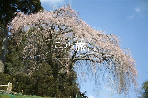 中越家の桜 フォトライブラリー 高知県観光コンベンション協会