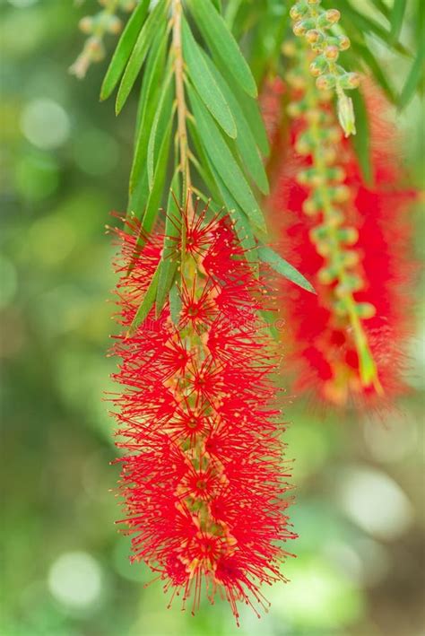 Red Bottlebrush Flower Plant Or Crimson Bottlebrush The Tropical