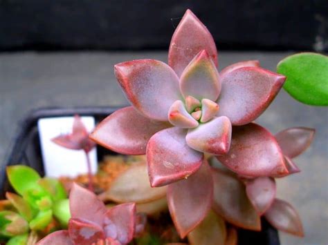 Ghost Plant Care Graptopetalum Paraguayense Plantly