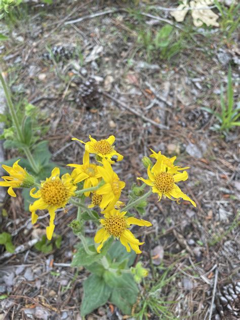 Arnica Acaulis Walter Britton