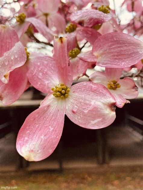 I Think These Are Red Bud Flowers Imgflip