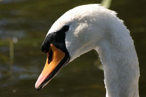 Female Swan by rainbowphotos on DeviantArt