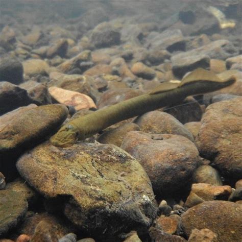 Pacific Lamprey Oregon Adult Salmonid Inventory And Sampling Project