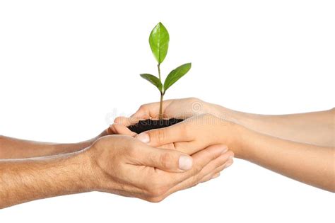 Mujer Y Hombre Que Sostienen El Suelo Con La Planta Verde En Manos