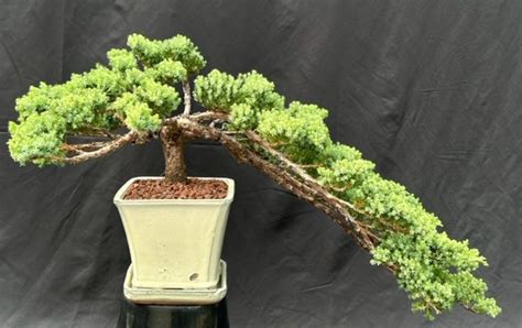 Juniper Bonsai Tree Cascade Style Juniper Procumbens Nana