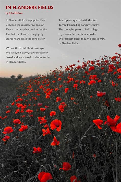 John McCrae Poem In Flanders Fields Black And White Poppies