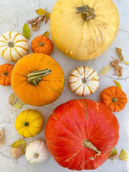 The Best Pumpkin Varieties (for Any Occasion) | Shifting Roots