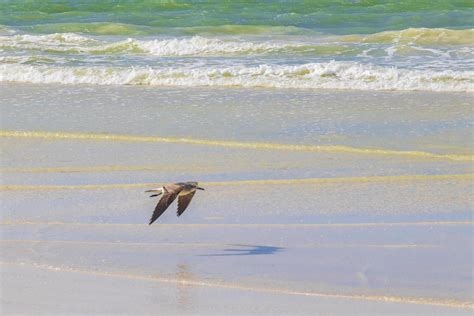 Flying birds seagulls at beautiful Holbox island beach sandbank Mexico