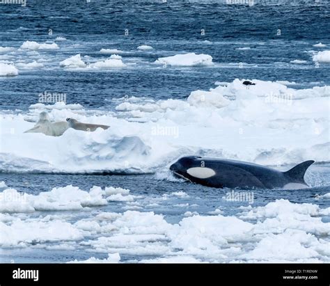 Killer whale seals hi-res stock photography and images - Alamy