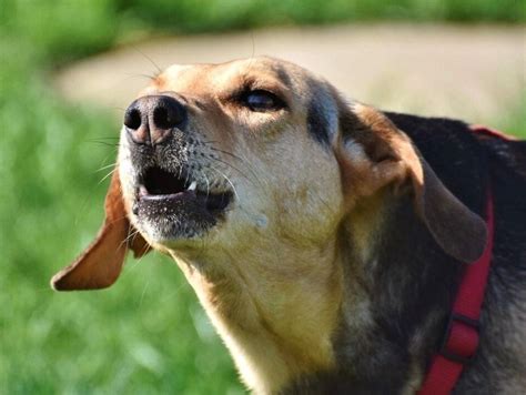 C Mo Hacer Que Tu Perro No Sea Agresivo Con Las Personas Consejos