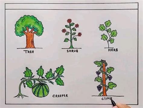 Climbers Creepers Shrubs Tree Herbs Water Plant Drawing For