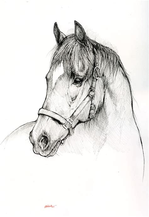 Horse Pen Drawing