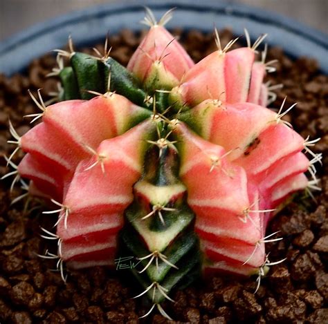 Gymnocalycium Mihanovichii Variegata Desertplants Succulents Cactus