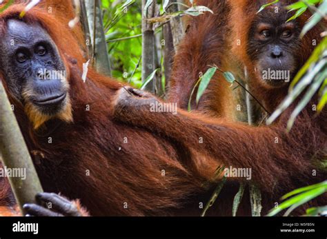 Jungle Trek Hi Res Stock Photography And Images Alamy