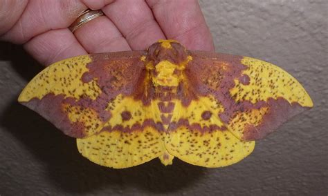 New Jersey Usa Is Where It All Started National Moth Week