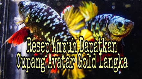 RAHASIA Cara Mendapatkan Cupang Avatar Gold Langka YouTube