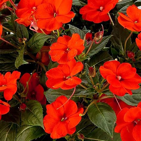 Impatiens Exotic Sunpatiens Compact Orange Electric Plantlings Live