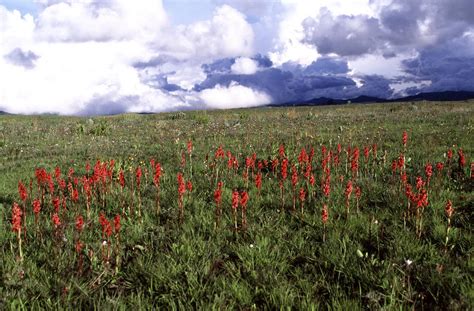 Kitulo National Park