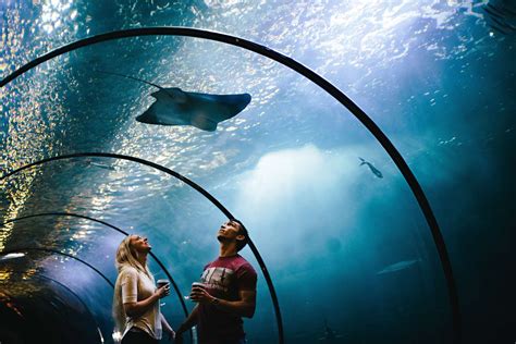 These Are the 12 Best Aquariums in the U.S.