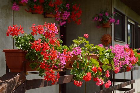 Twoje pelargonie będą najpiękniejsze na osiedlu Wystarczy zmieszać ten